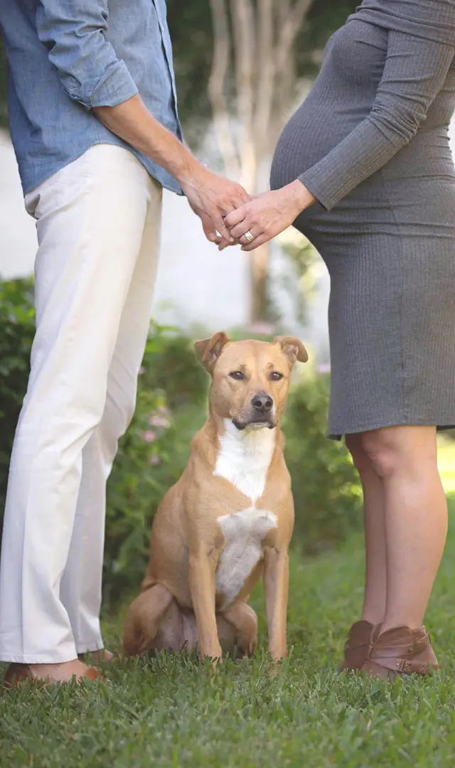 Purple-Hippo-Photography_maternity_doggyw